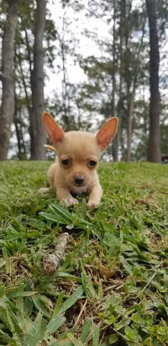 Chihuahuas cabeza de manzana - Imagen 3