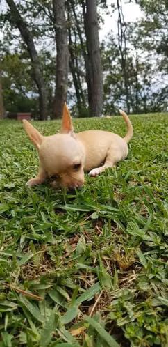 Chihuahuas cabeza de manzana - Imagen 4