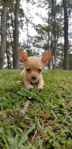 Chihuahua hembra