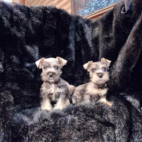 Schnauzer miniatura
