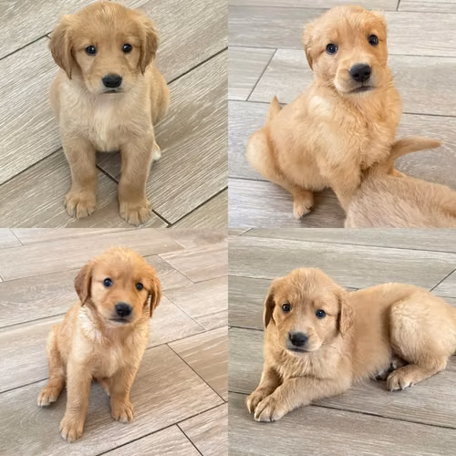GOLDEN RETRIVERS - Imagen 4
