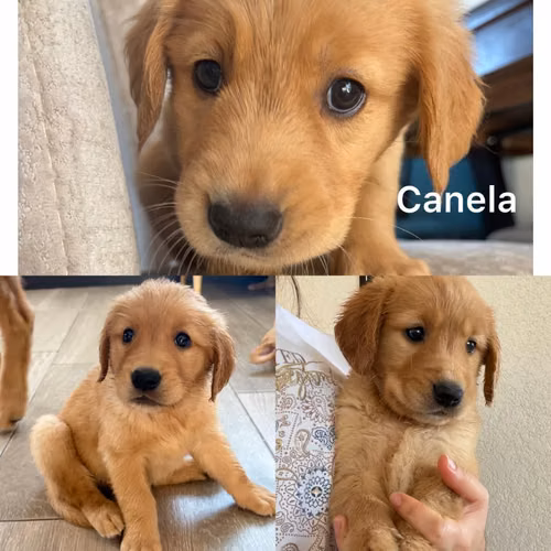 GOLDEN RETRIVERS