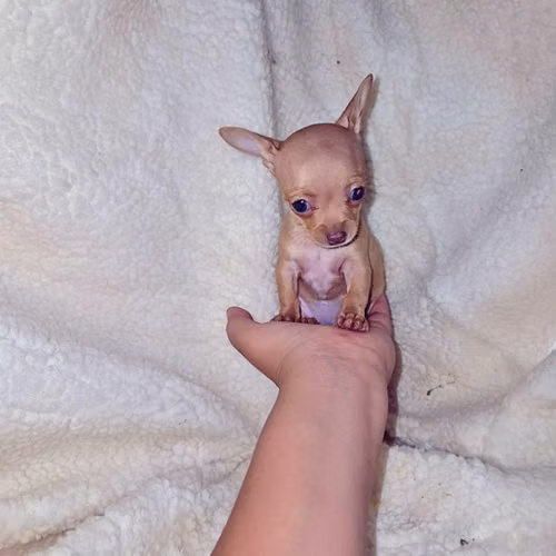 Chihuahua de bolsillo