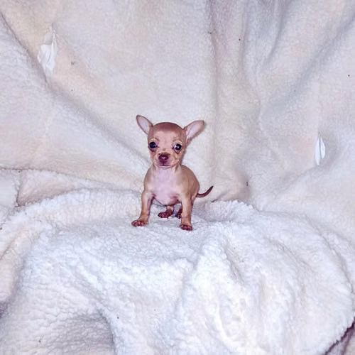 Chihuahua de bolsillo - Imagen 4