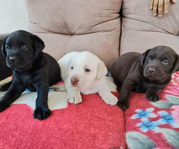 Labrador - Imagen 1