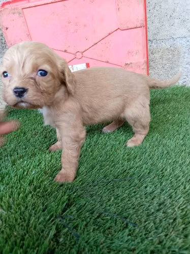 Cocker Spaniel