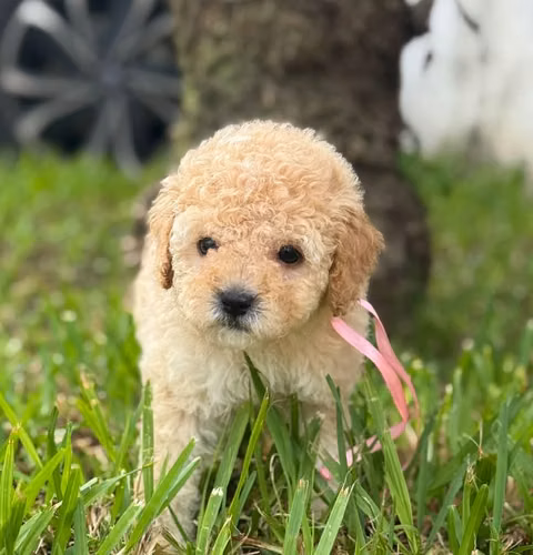 FRENCH POODLE MINI TOY HEMBRA - Imagen 5