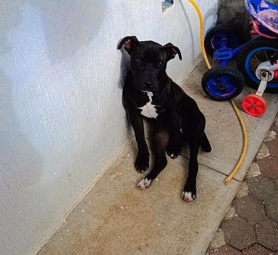Cachorra - Imagen 1