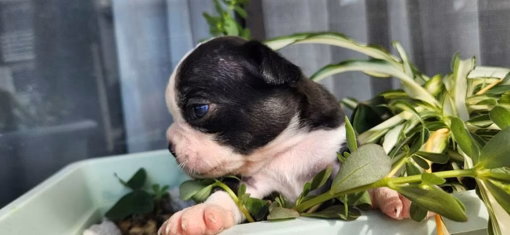 Boston Terrier