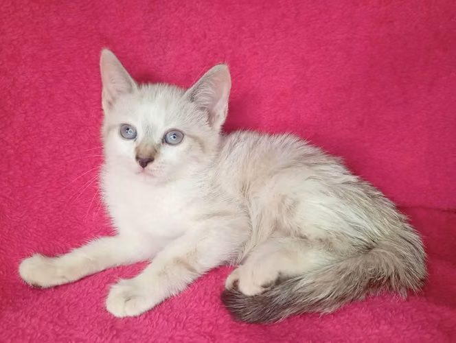 Gatito siamés