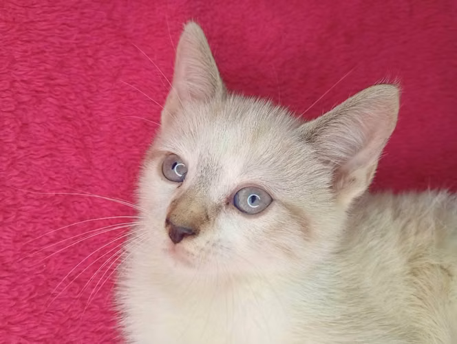 Gatito siamés