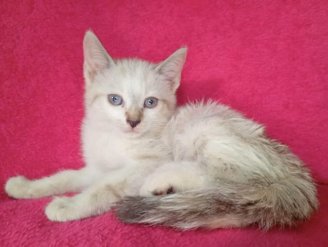 Gatito siamés