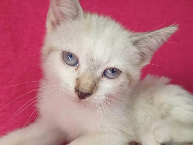 Gatito siamés