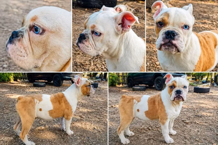 Bulldog Inglés