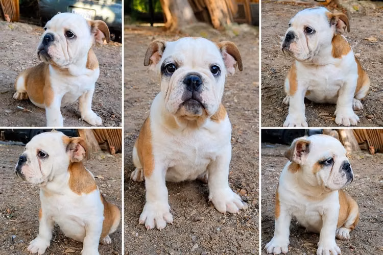Bulldog Inglés