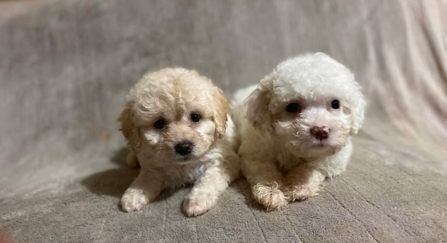 French poodle hembras - Imagen 3