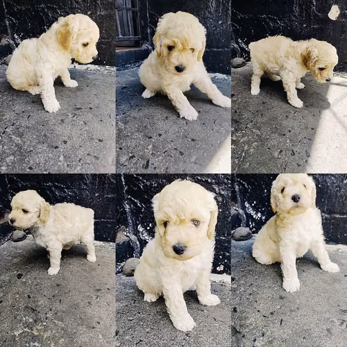 Último cachorrito French Toy listo para entregar