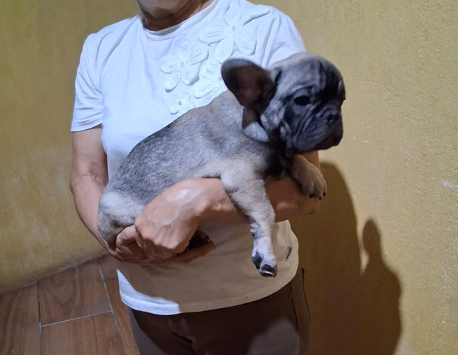 Bulldog francés