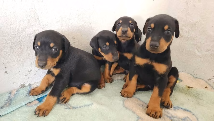 Hembras Doberman - Imagen 2
