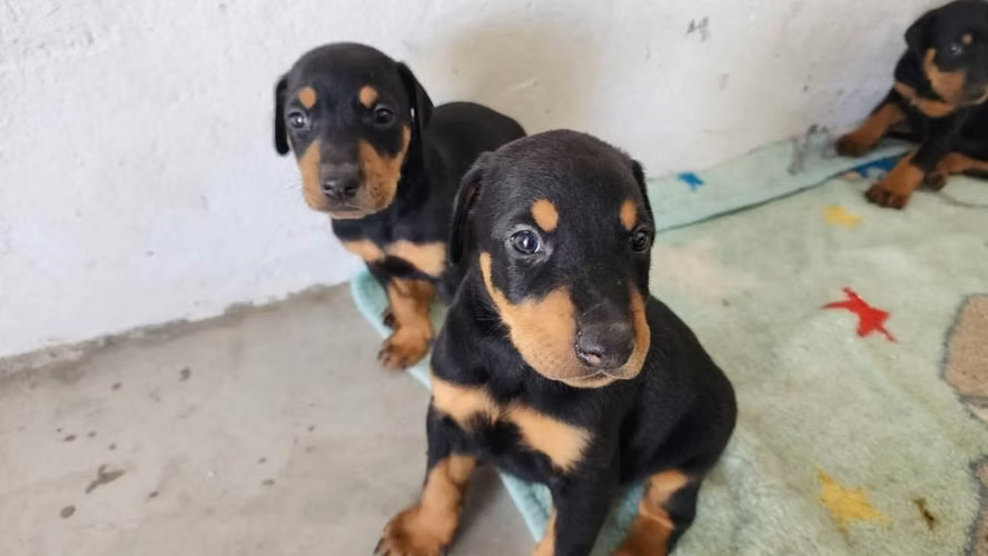 Hembras Doberman