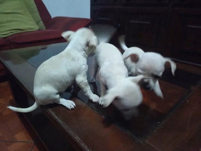 Chihuahuas hembra (1 mes y medio) - Imagen 2