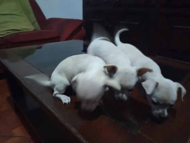 Chihuahuas hembra (1 mes y medio) - Imagen 4