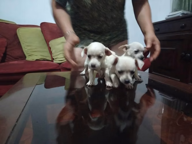 Chihuahuas hembra (1 mes y medio) - Imagen 5