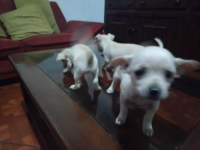 Chihuahuas hembra (1 mes y medio) - Imagen 3