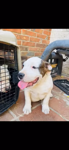  ¡PITBULL EN VENTA!   Tenemos 2 hermosos cachorros Pitbull machos, de 3 meses de edad.  - Imagen 6