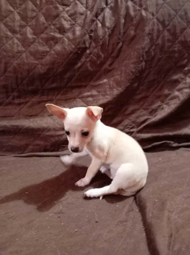 Hermosa cachorra chihuahua - Imagen 4