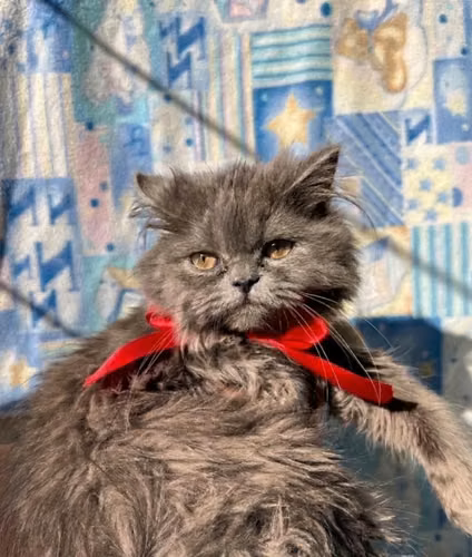 Gatitos Persa-Angora