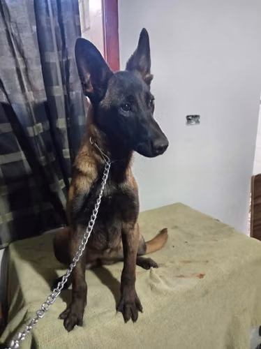 Pastor belga malinois preciosa hembra - Imagen 3