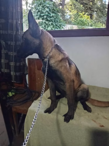 Pastor belga malinois preciosa hembra