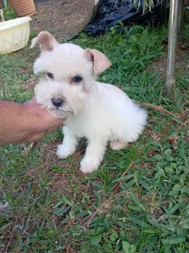 Schnauzer miniatura adorable hembrita