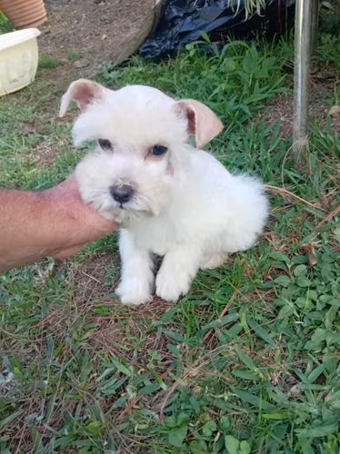 Schnauzer miniatura adorable hembrita - Imagen 2