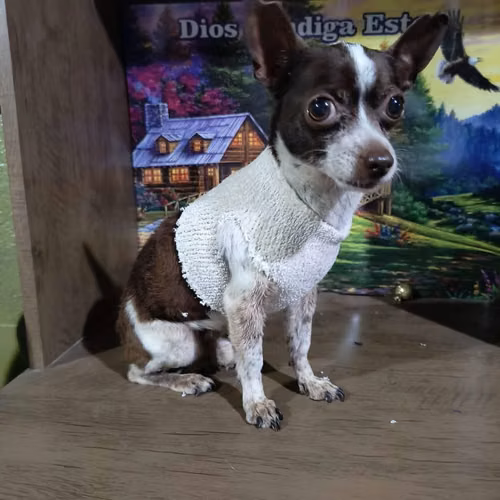 Chihuahua mini - Imagen 4