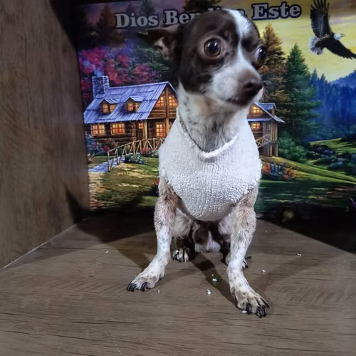 Chihuahua mini