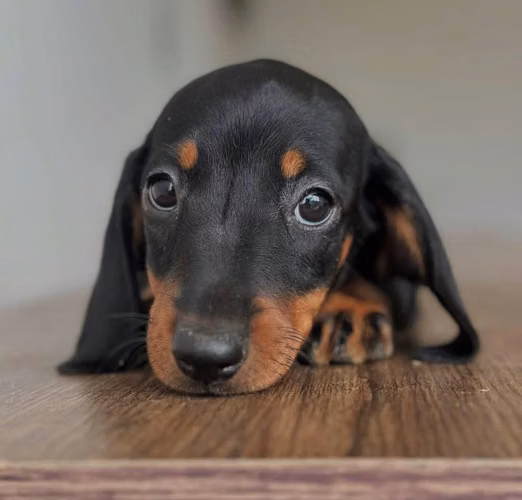 Dachshund Salchicha Macho