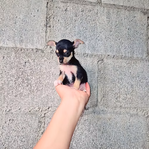 Chihuahua de bolsillo - Imagen 4