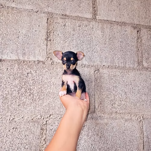 Chihuahua de bolsillo