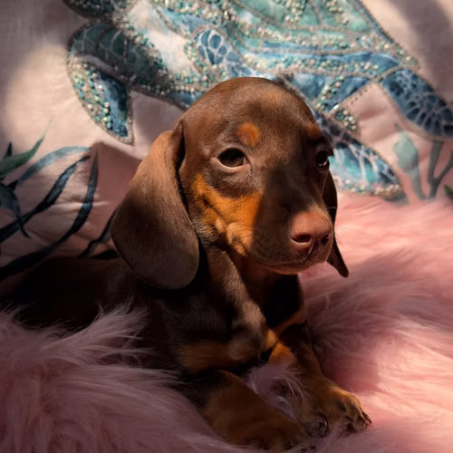 Salchicha dachshund  - Imagen 2