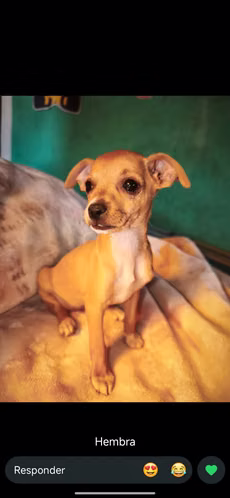 Perro chihuahua cabeza de manzana  - Imagen 2