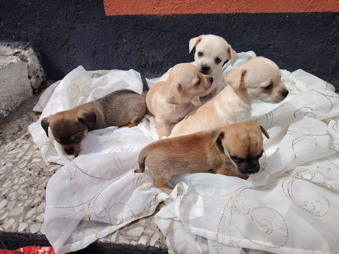 El precio varía en algunos  - Imagen 4