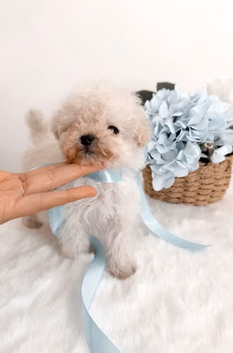 French mini toy 