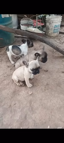 bulldog frances machos