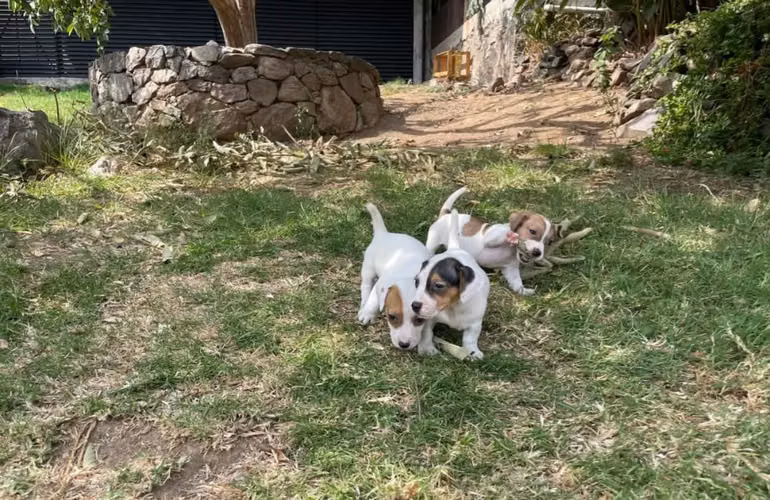 Jack Russell Terrier  - Imagen 2