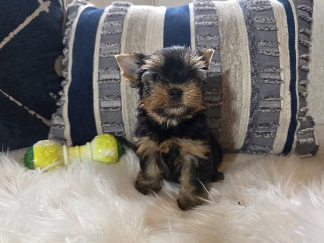 Machitos yorkie pedigree A