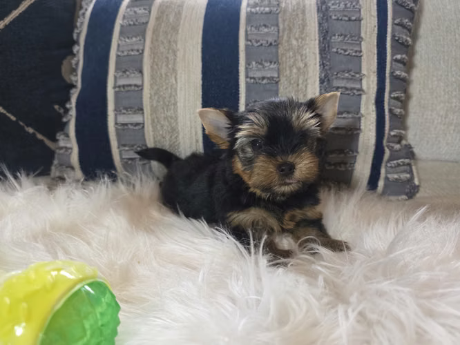 Machitos yorkie pedigree A