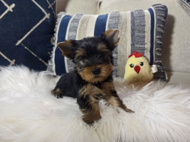 Machitos yorkie pedigree A