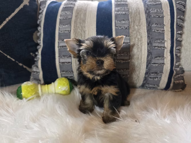 Machitos yorkie pedigree A
